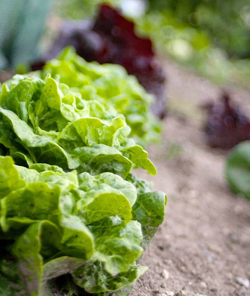 farmers-market-18