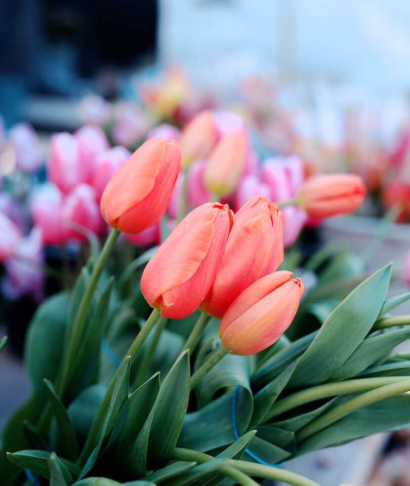 farmers-market-24