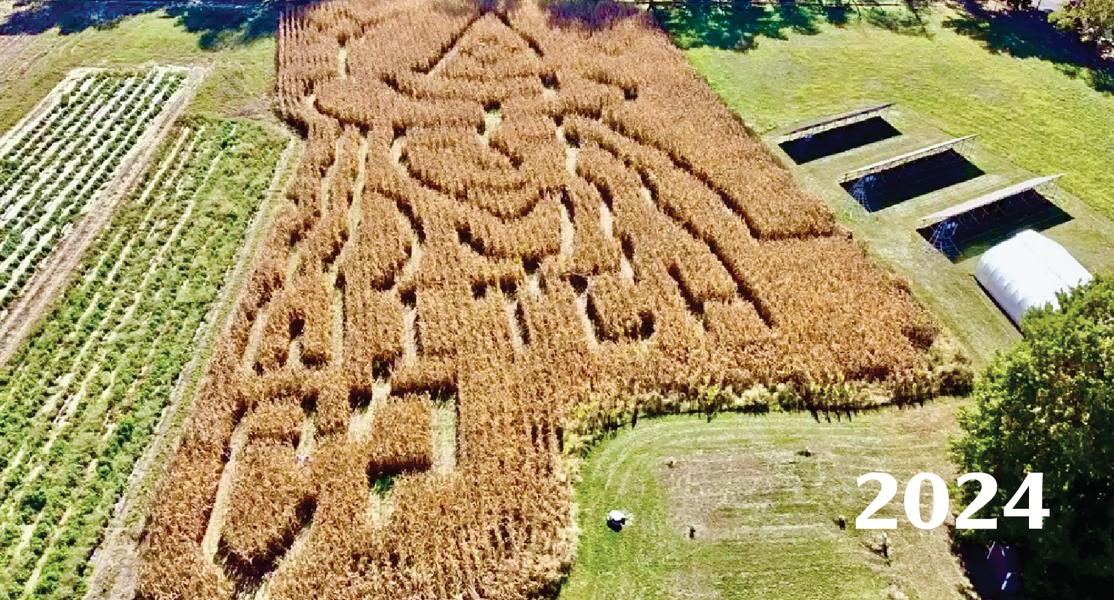 CornMaze2024
